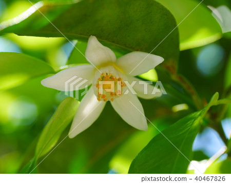 柚子花2 照片素材 圖片 圖庫 柚子花2 照片素材 圖片 圖庫