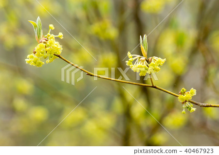 Kuromoji flower 40467923