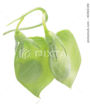 Lentil Lens culinaris pods 40468190