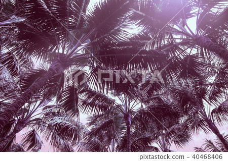 Palm trees Palm trees 40468406