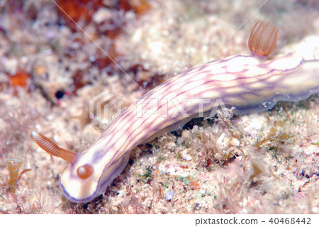 Nuushi Nuushi 40468442