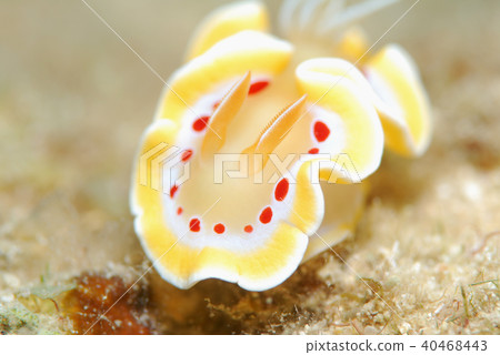 Nuushi Nuushi 40468443