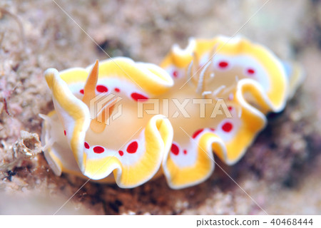 Nuushi Nuushi 40468444