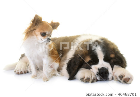puppy saint bernard and chihuahua 40468701
