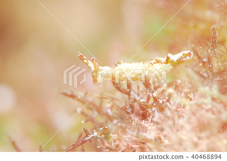 Turtle Okinawa 40468894