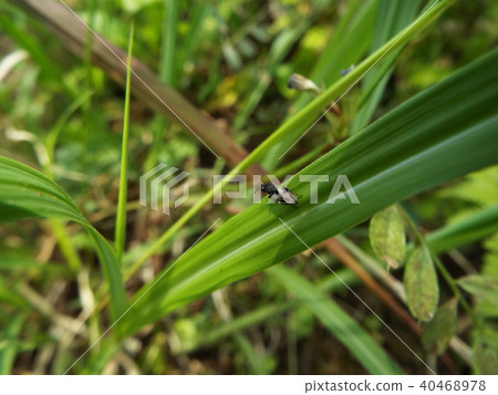 Ashibukotabi 40468978