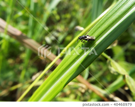 Ashibukotabi 40468979