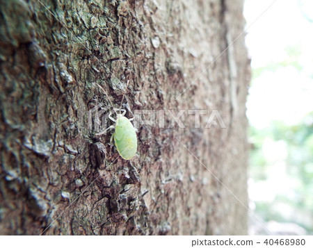 Bullfrog juvenile body 40468980