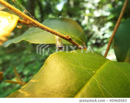 Moth larva Moth larva 40468983