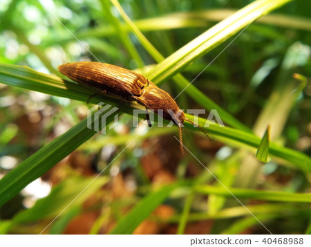 Hososabikikori 40468988