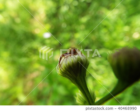 An eyelid infested with one eye 40468990