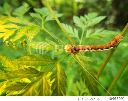 Moth larva Moth larva 40468991