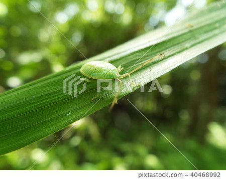 Bullfrog juvenile body 40468992