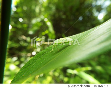 牛蛙少年身體 牛蛙少年身體 40468994