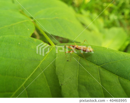 Red-tailed squirrel Red-tailed squirrel 40468995