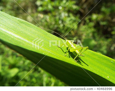 Yabukiri幼蟲 Yabukiri幼蟲 40468996