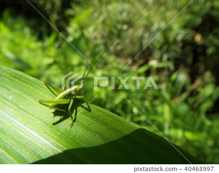 Yabukiri幼蟲 Yabukiri幼蟲 40468997