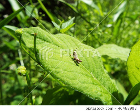 蝗蟲 蝗蟲 40468998