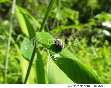 Jumping spider Jumping spider 40468999
