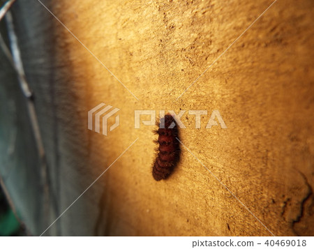 Moth larva 40469018