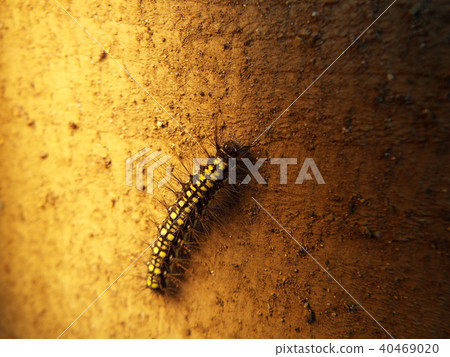 蛾幼蟲 40469020