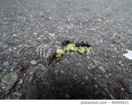 螞蟻湧向昆蟲的屍體 40469021