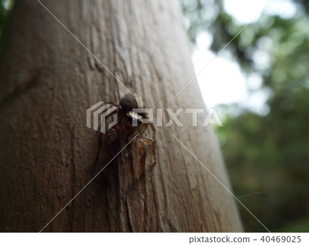 跳蛛 跳蛛 40469025