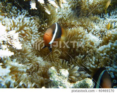 銀蓮花魚 40469170