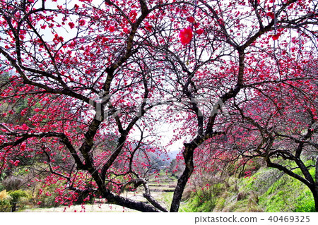 Hanamomo花 Hanamomo花 40469325