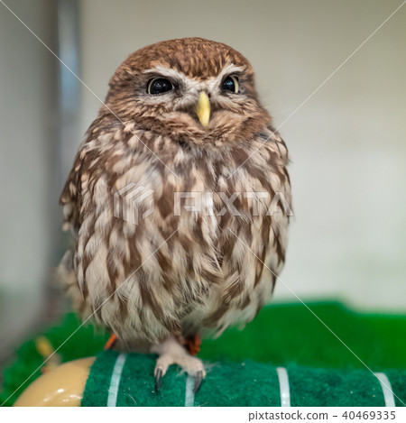 owl 40469335