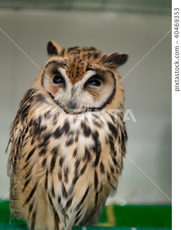 貓頭鷹 貓頭鷹 40469353