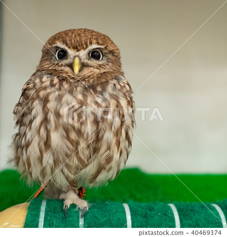 owl 40469374