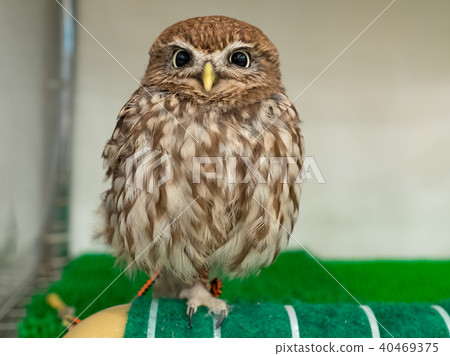 owl 40469375