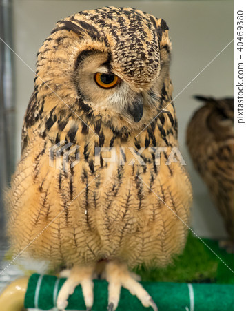 owl 40469380