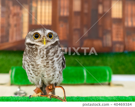 owl 40469384