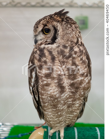 owl owl 40469450