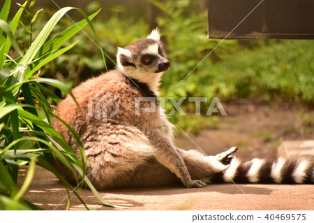 Chubby wandering lemur Chubby wandering lemur 40469575