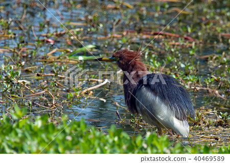 紅嘴白蒼鷺〜美麗的夏日羽毛〜 40469589