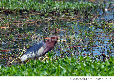 Red-billed White Heron ~ Beautiful Summer Feather ~ 40469596