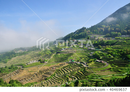 Maruyama Senmaida早上 40469637