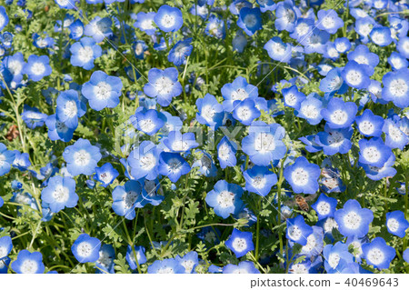 Nemophila Nemophila 40469643