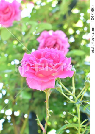 rose rose 40470002