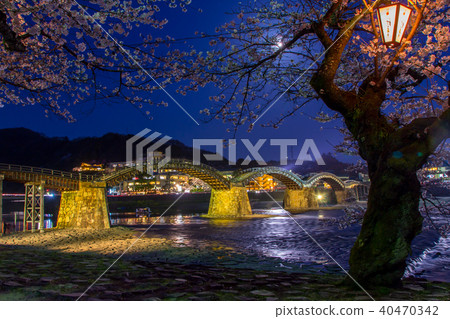 Kintai Bridge and Yakuzakura / Yamaguchi Prefecture Iwakuni City 40470342
