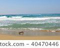 Driftwood 40470446