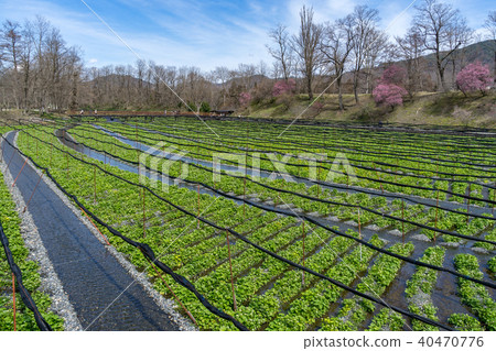 Daio wasabi farm in early spring Azumino City, Nagano Prefecture 40470776