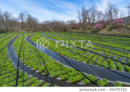 Daio wasabi farm in early spring Azumino City, Nagano Prefecture 40470782