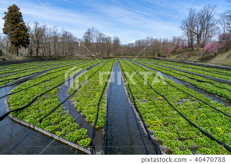 Daio wasabi farm in early spring Azumino City, Nagano Prefecture 40470788