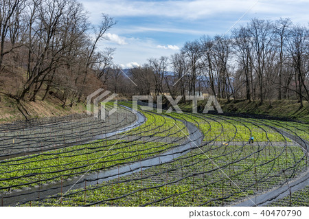Daio wasabi farm in early spring Azumino City, Nagano Prefecture 40470790
