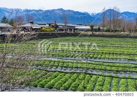 Daio wasabi farm in early spring Azumino City, Nagano Prefecture 40470803