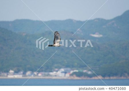 Bee and spring migration 40471080